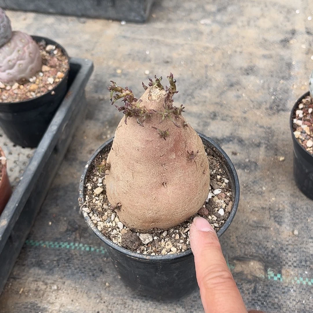 块根一物一拍下单包邮