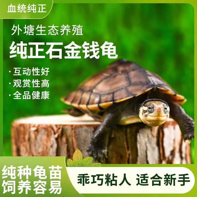 正宗金钱南石龟石金钱活物观赏宠物小乌龟宠物公母招财黄金龟深水