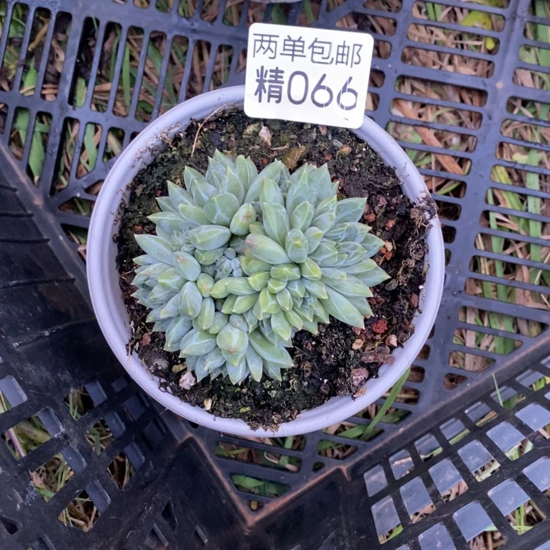 哈哈哈哈哈哈哈哈哈066