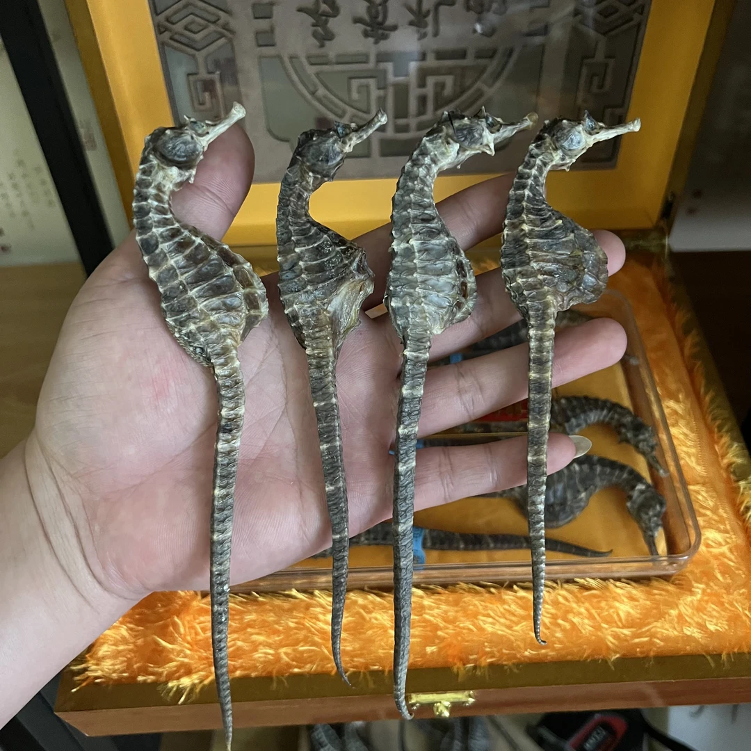 【正品】精选正宗海馬馬泡酒煲汤新鲜晾晒蓝标正品 公母配对 高汤