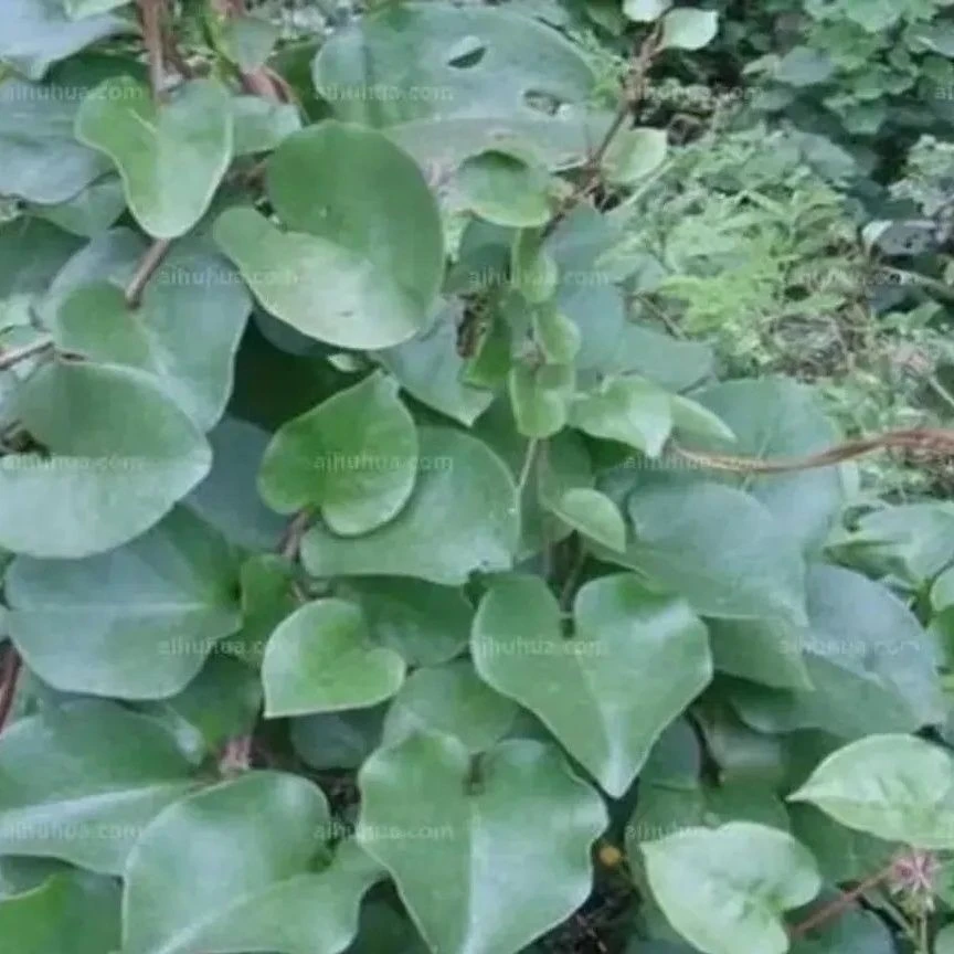 四川自然采摘食用造景三七植物种苗盆栽根茎庭院阳台爬藤绿植新鲜