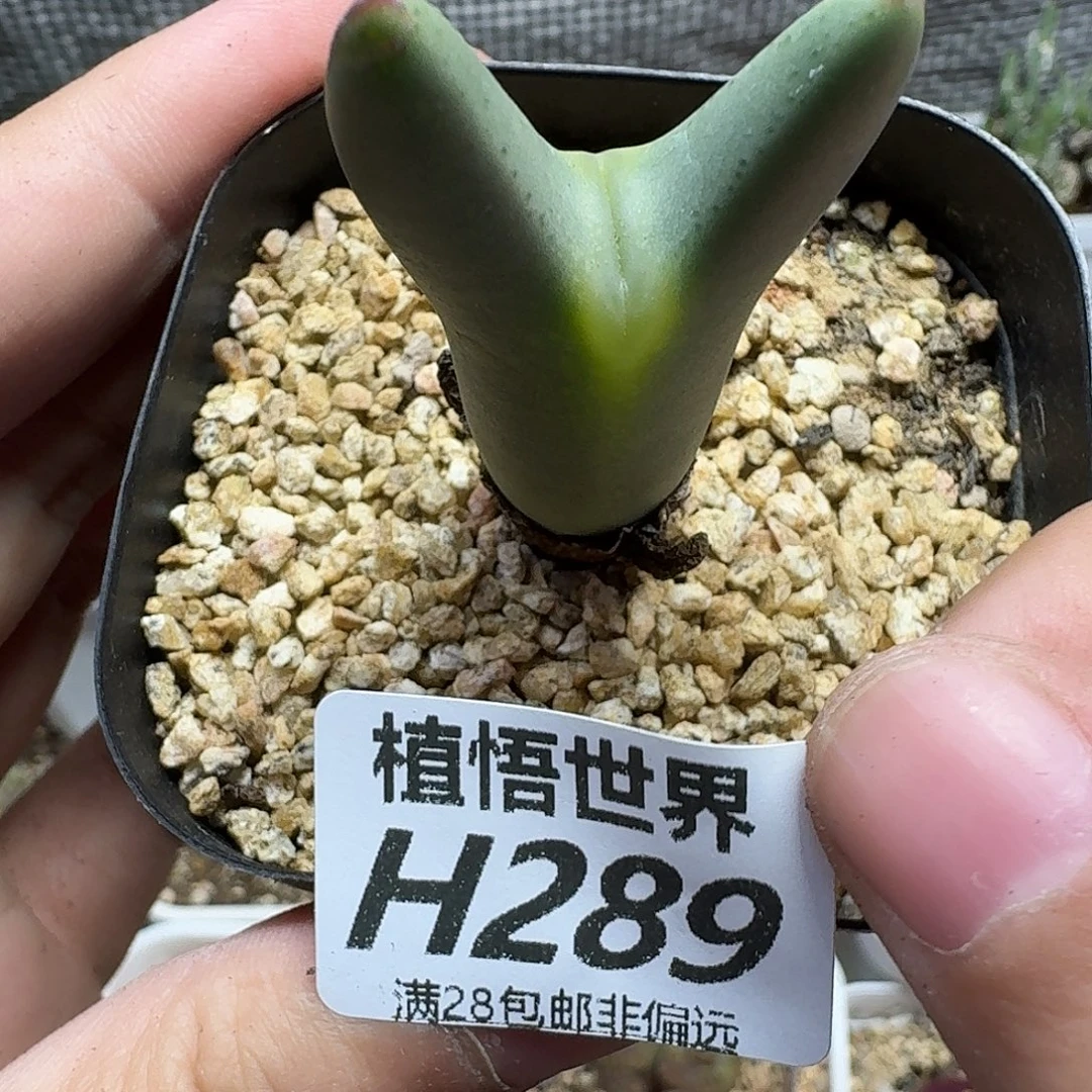 多肉植物的人生ghbn