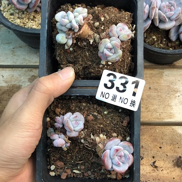 星影石榴籽福利出咯 331