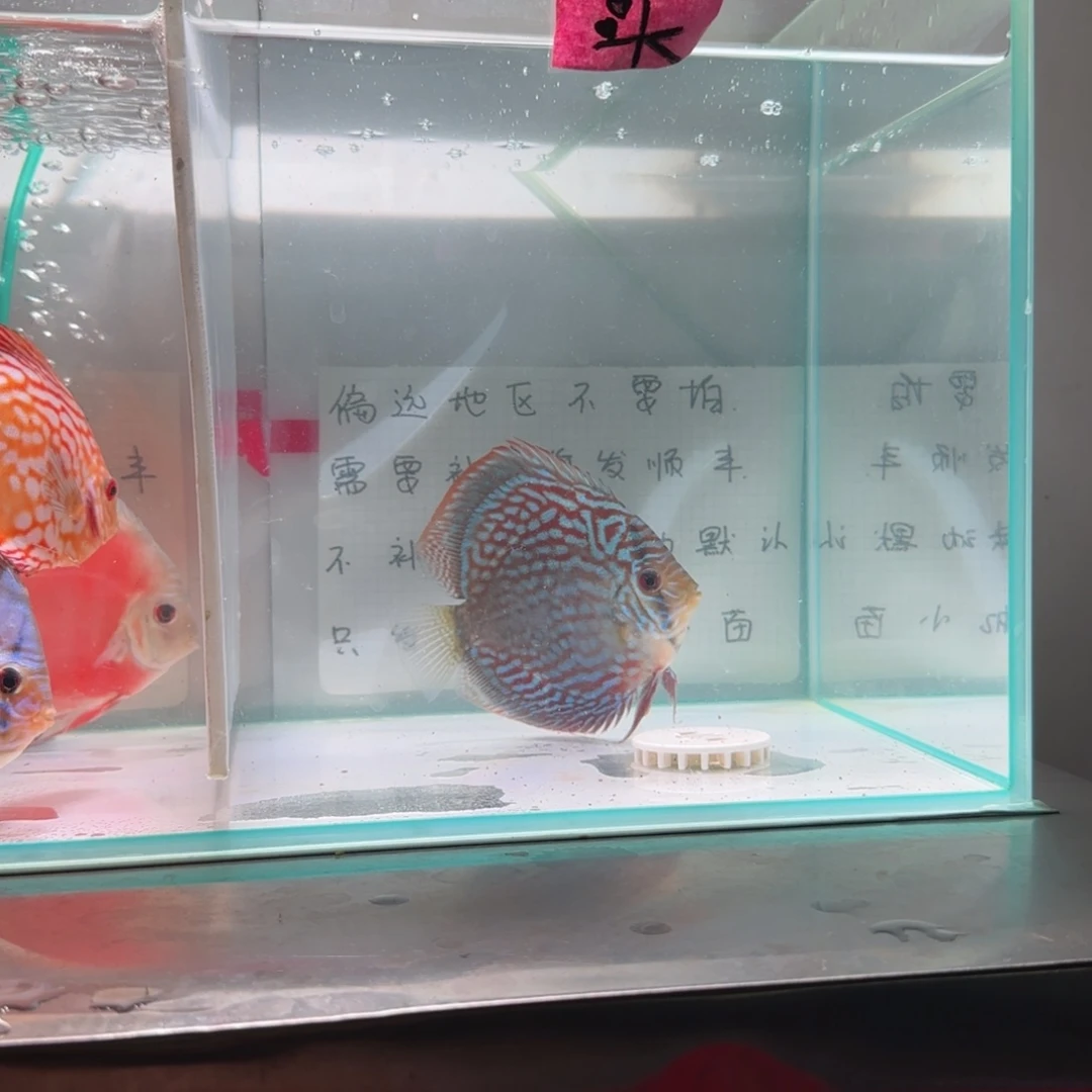 七彩神仙鱼七彩神仙鱼8-11