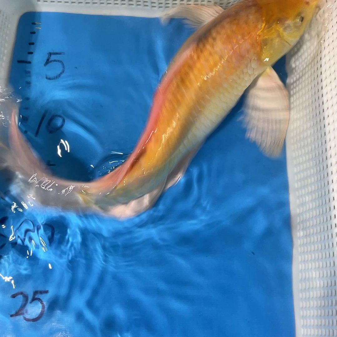 锦鲤锦鲤包邮包售后