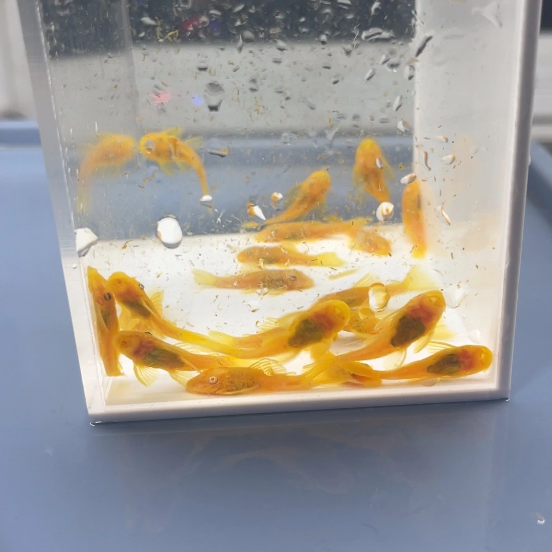 清道夫鱼小胡子20条开箱视频报损