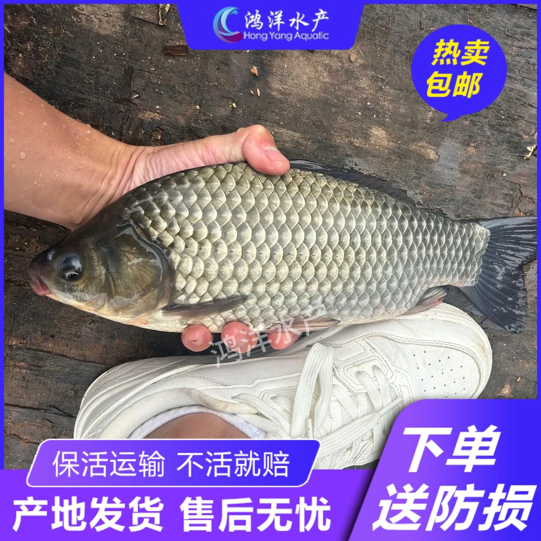 大板鲫 中科五号鲫 麻鲫