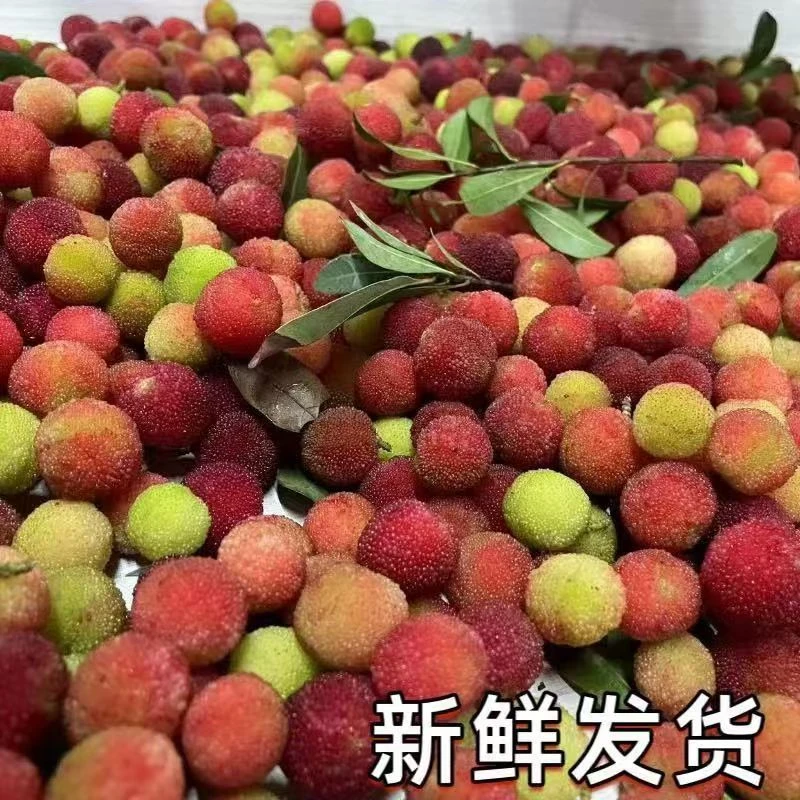 【顺丰包邮】贵州高山小杨梅土杨梅泡酒专用