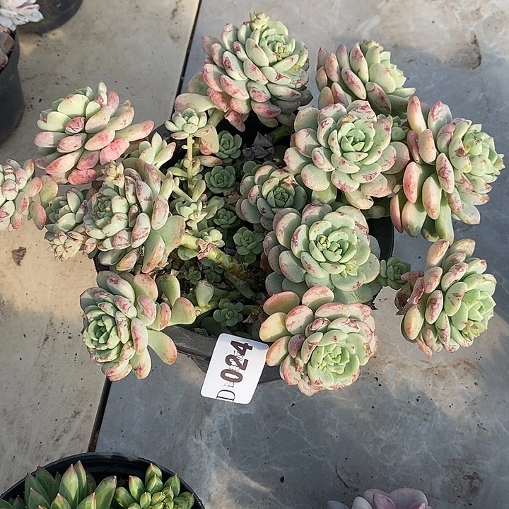 小***抠024香草多肉植物不包整