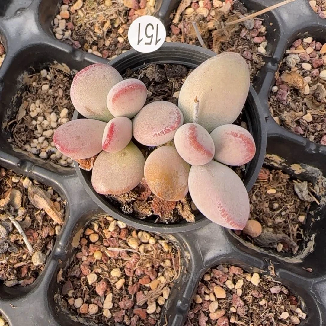 仙桃水泡多肉植物151