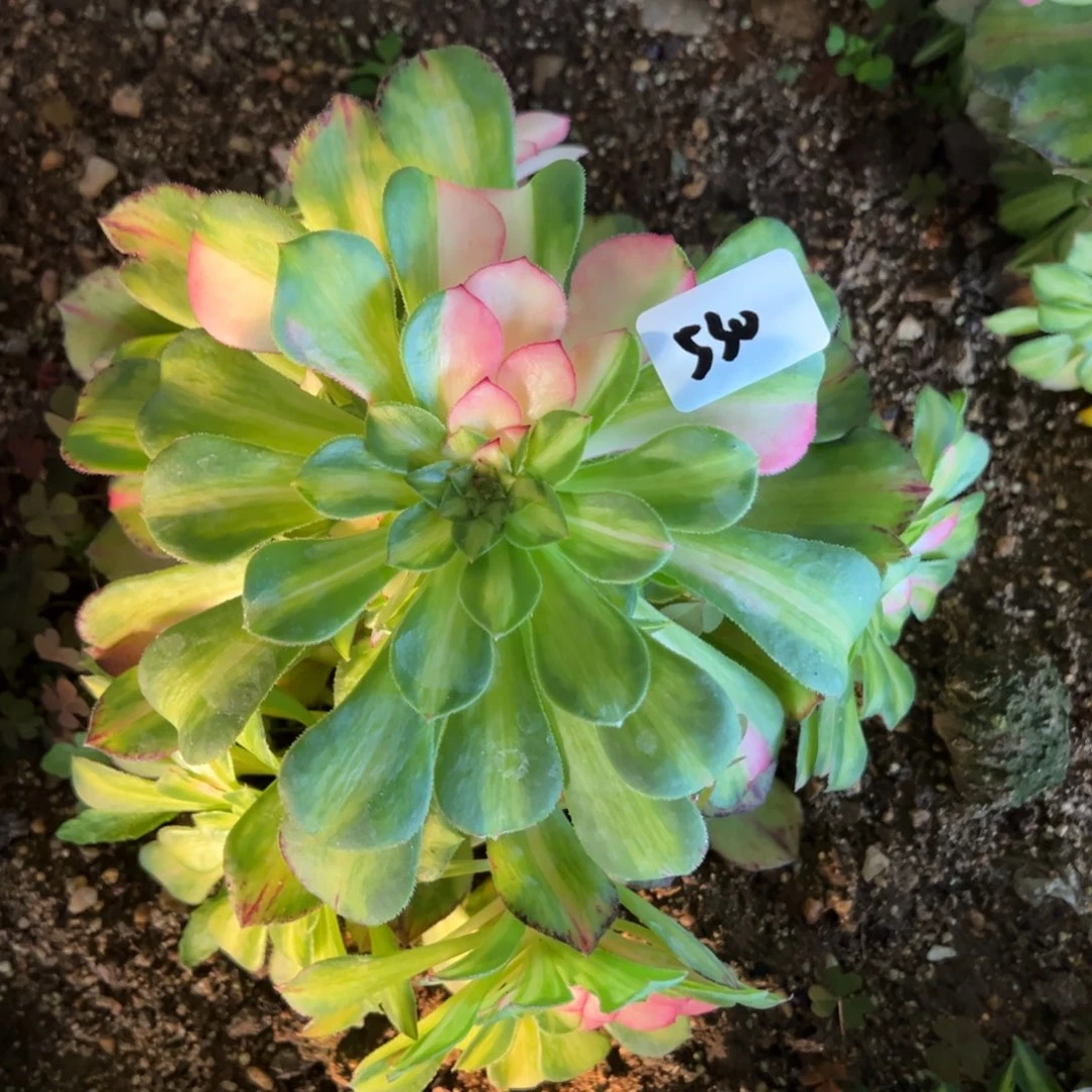 530知否多肉植物