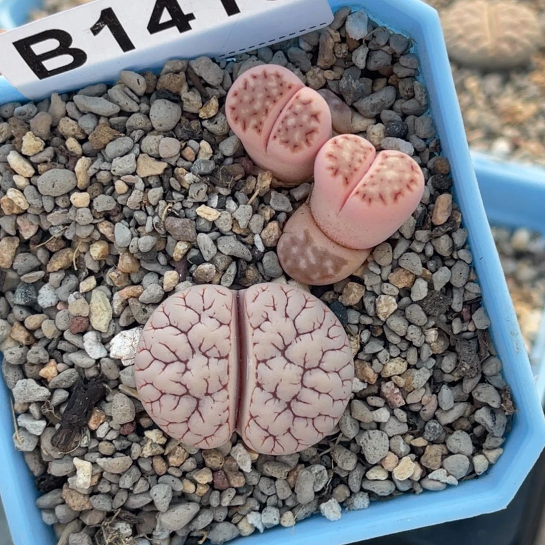 阿***韵1413荒1双头锦1专拍