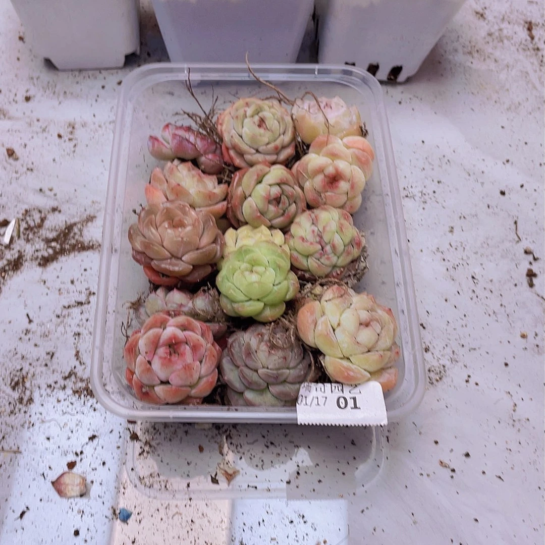 00000000000001量拍