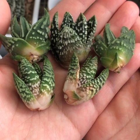 泪珠5颗一起发货哈哈哈哈哈