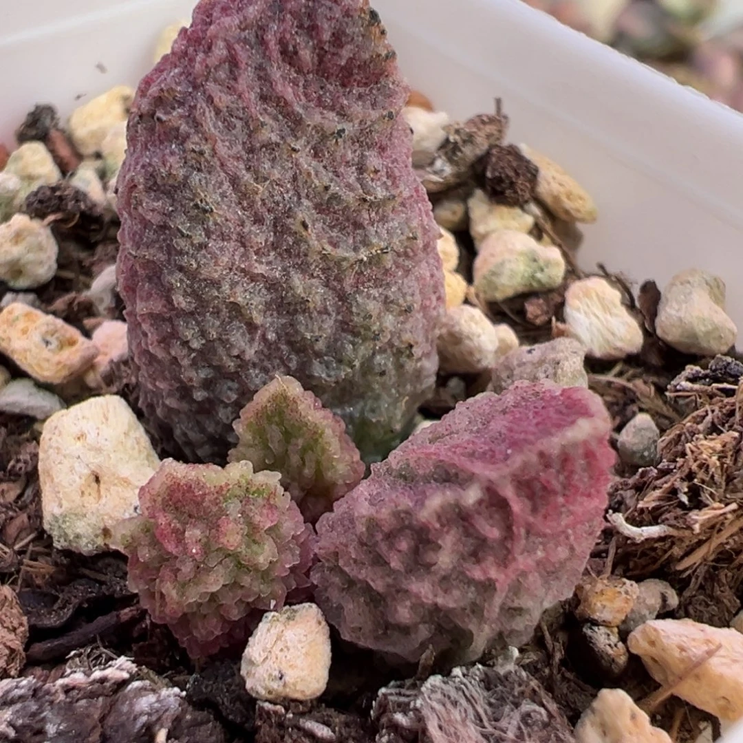 实生新品大苗多肉植物水泡