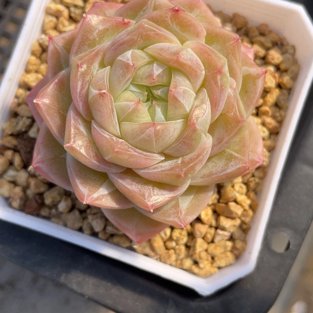 1326奶芙珍妮单头精控