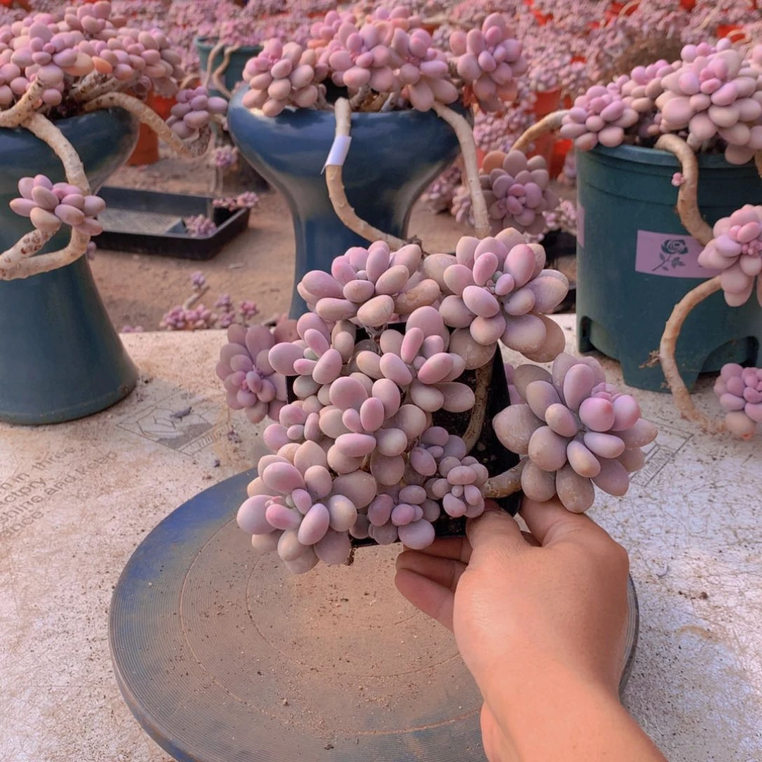 24一物一拍桃蛋老桩