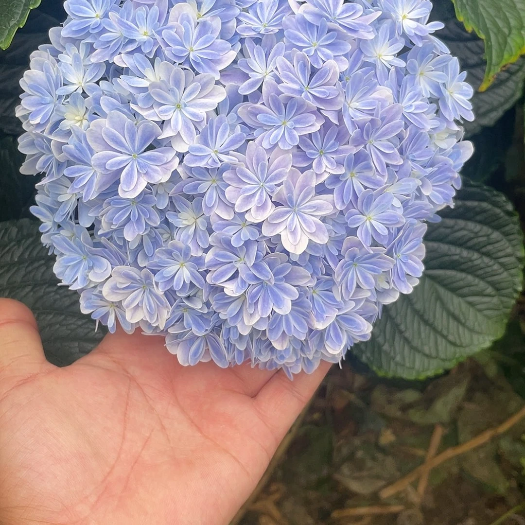 绣球切花一物一拍3枝起包邮，71