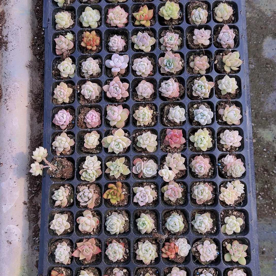 直播一物一拍多肉71