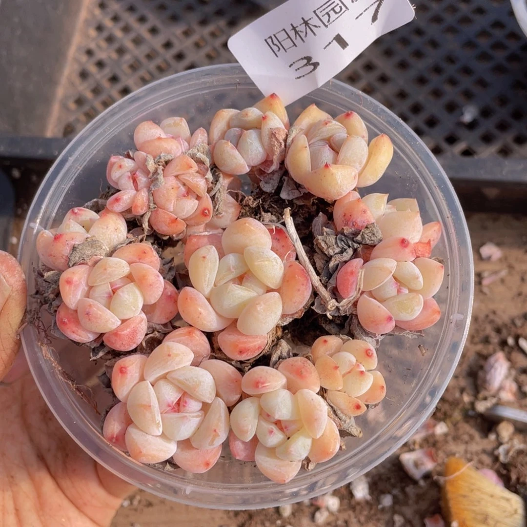 多肉植物多肉植物317