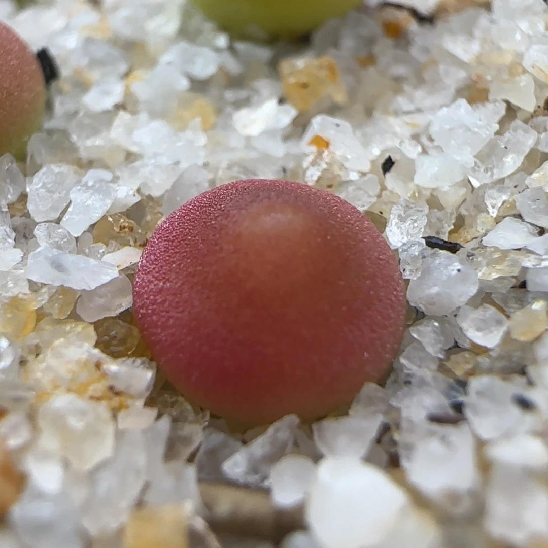 w****i2.8.10/哈默灯泡/