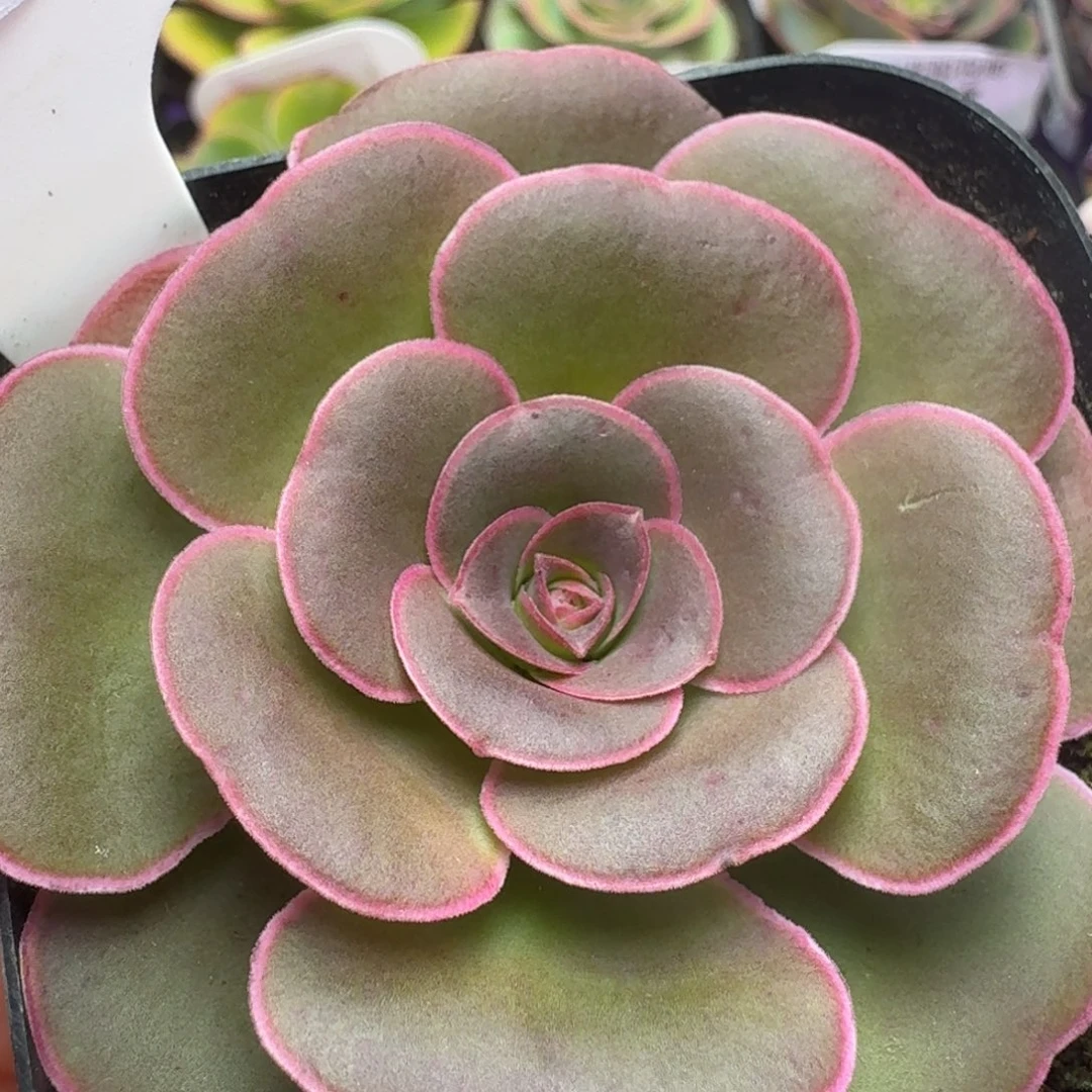 楹楹-788不知名-冠幅   5.5cm