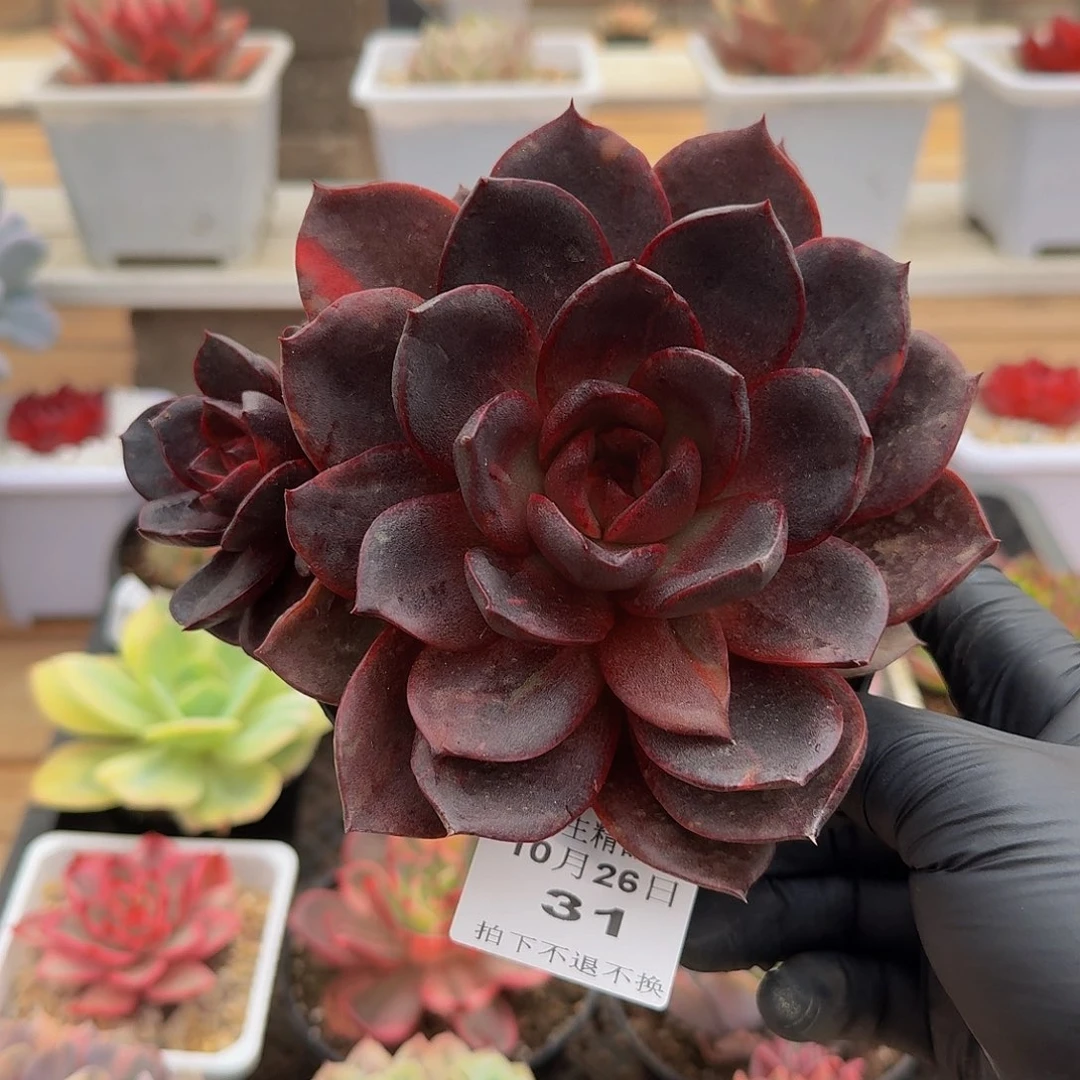 1026-31发光玫瑰大