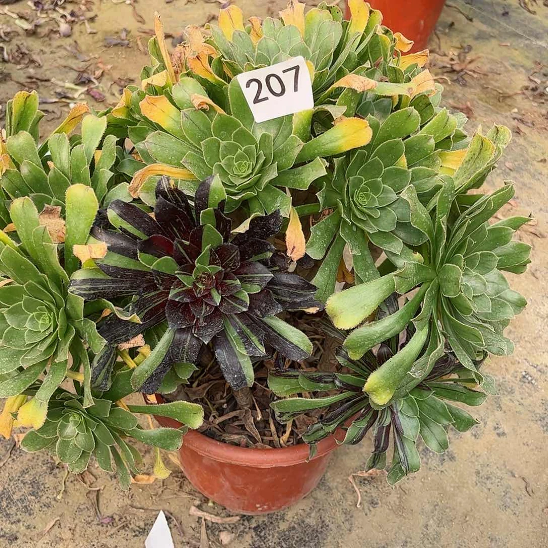 多肉植物207多肉