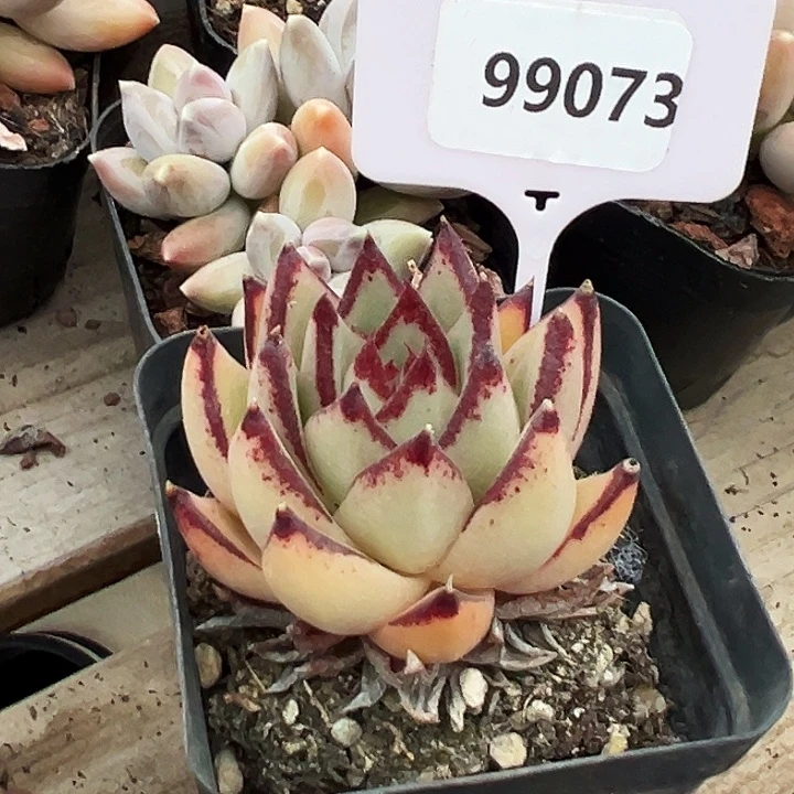 冬***梅糖心     99073号