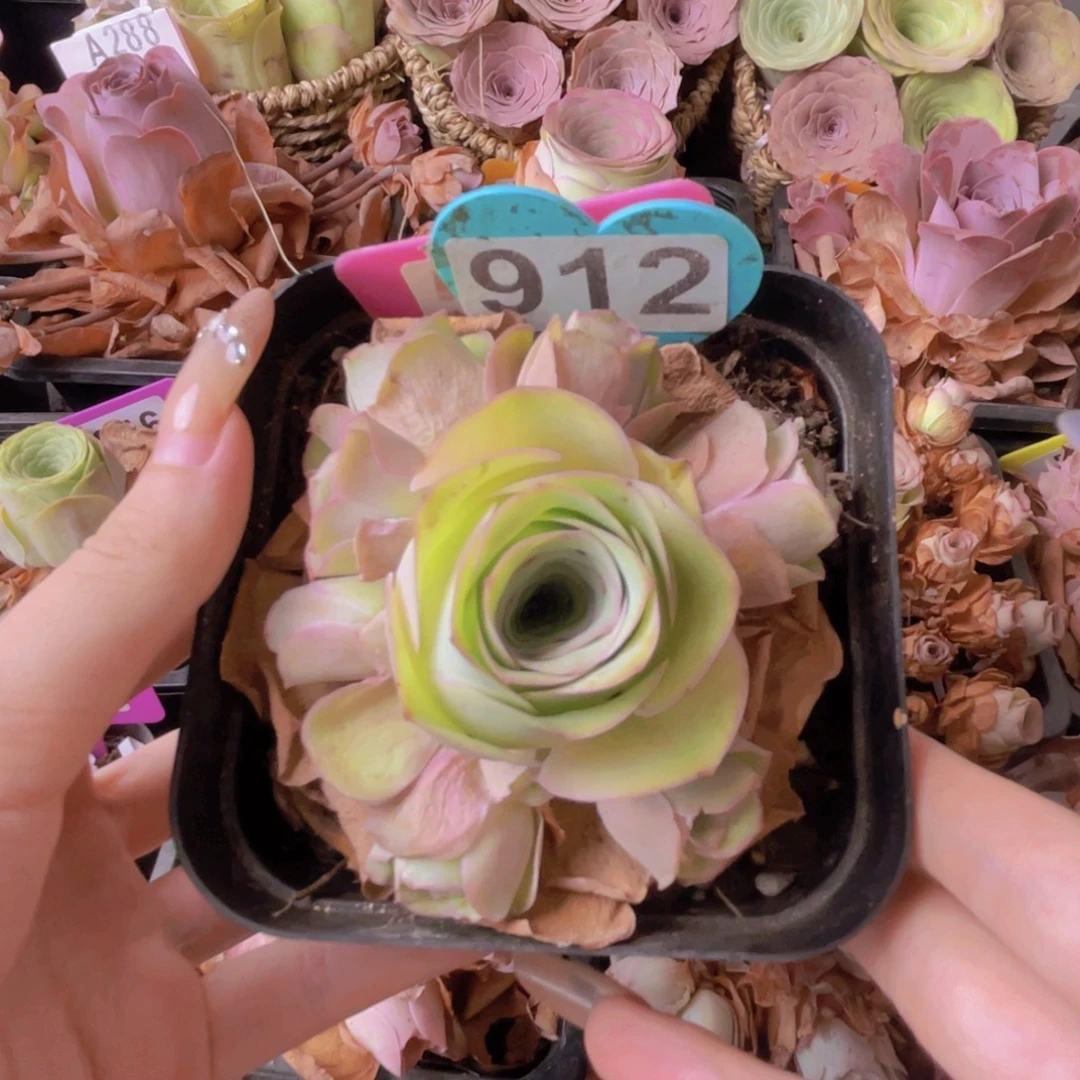 单品一物一拍912号