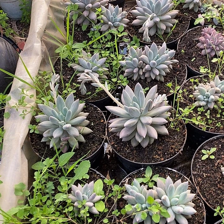 哥特萝莉可挑选福利