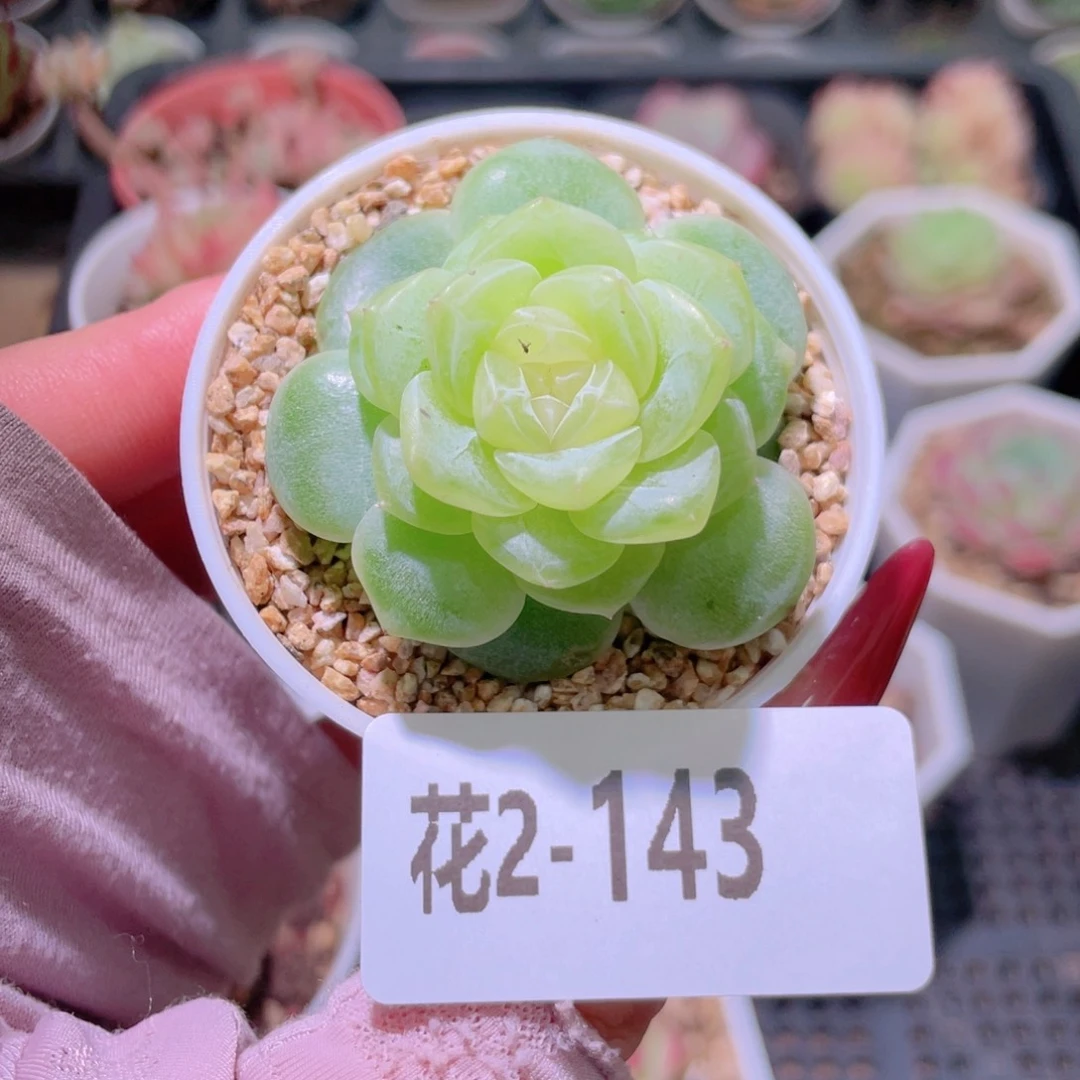 花利美2-143新品单头