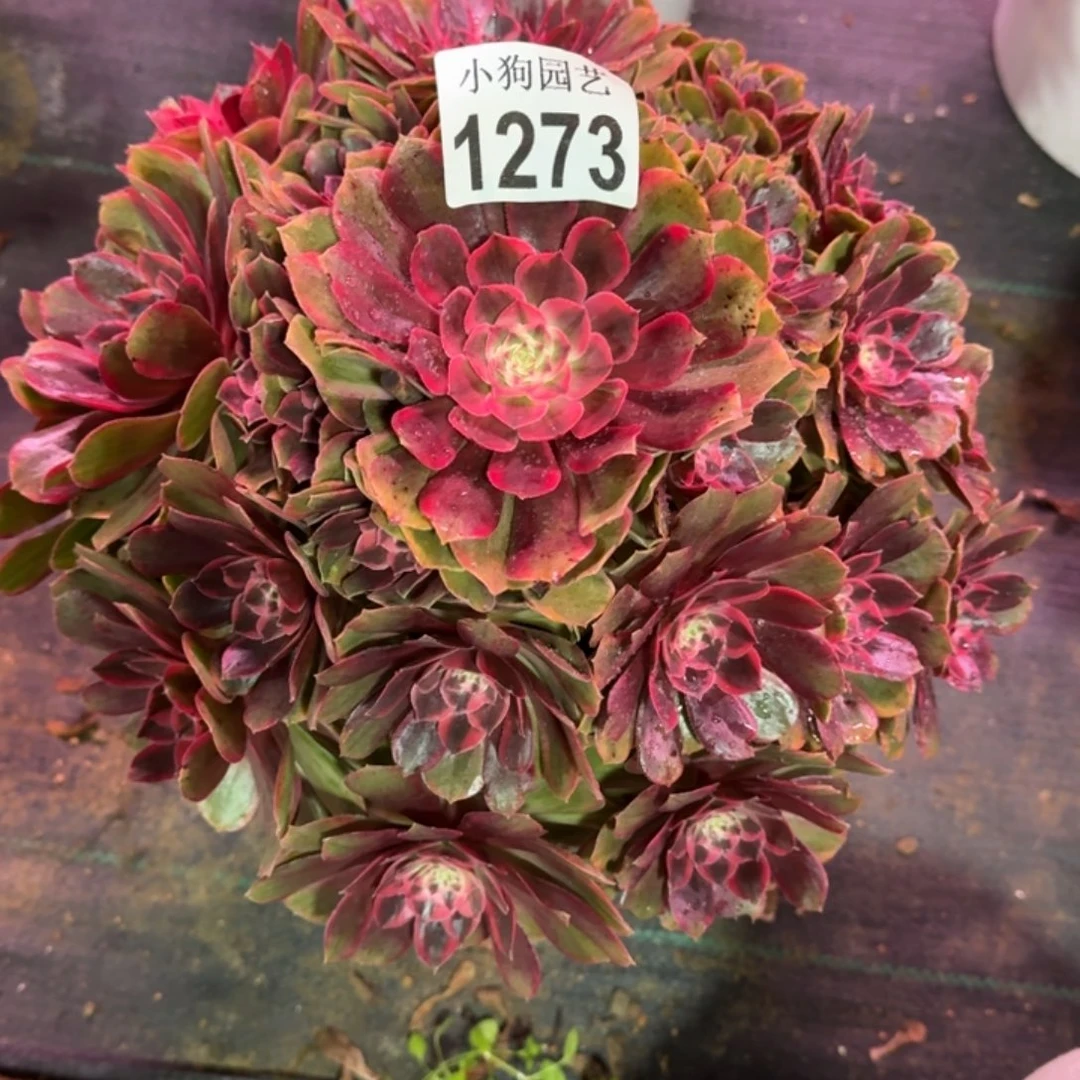 哥***️粉花妖变异多肉植物粉冠1273寄养