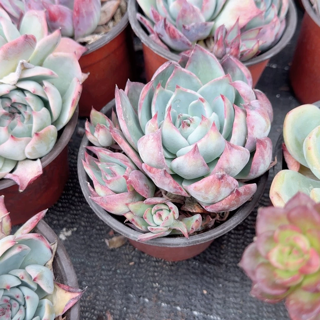 无花朵120惊鸿群生