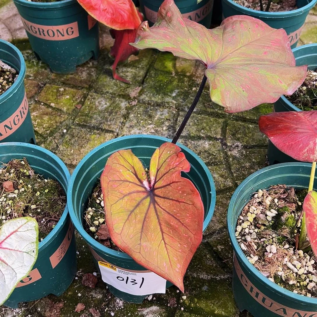 飞***～完全开放一物一拍0131