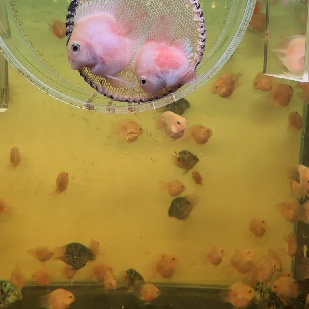 鹦鹉鱼胭脂粉一对