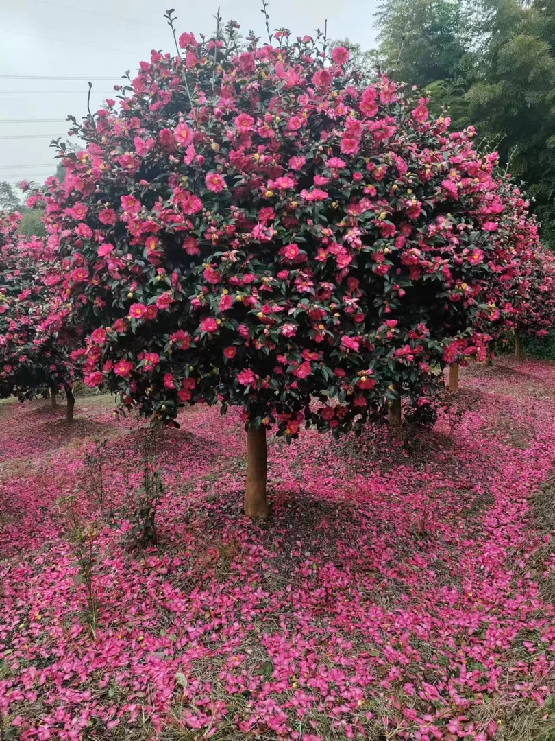 【一物一拍茶梅】财神立寒丹玉朝仓高杆棒棒糖庭院耐寒绿植
