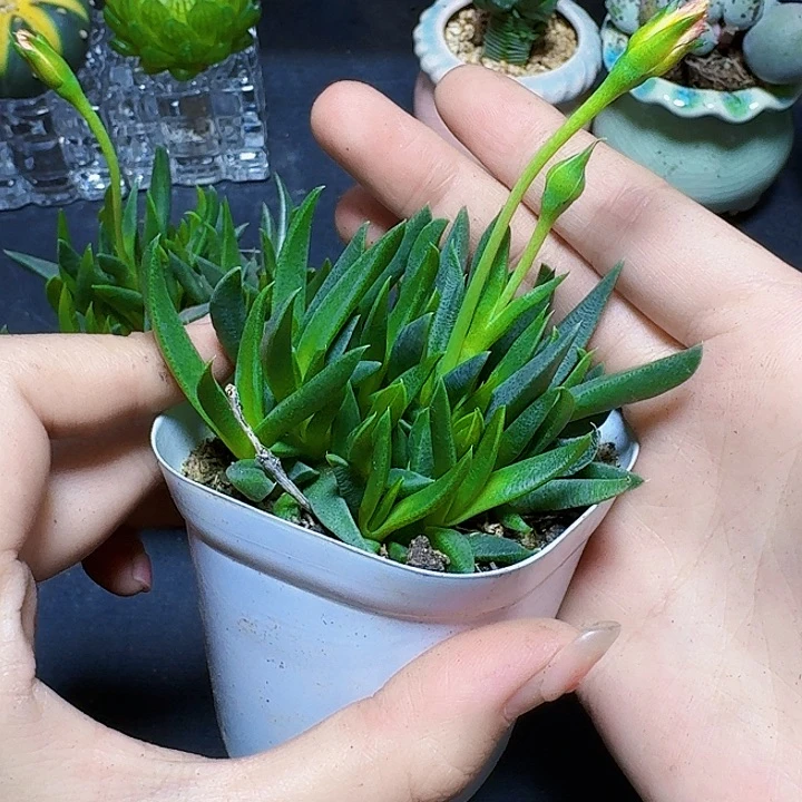 黄花照波一盆裸根一颗福利