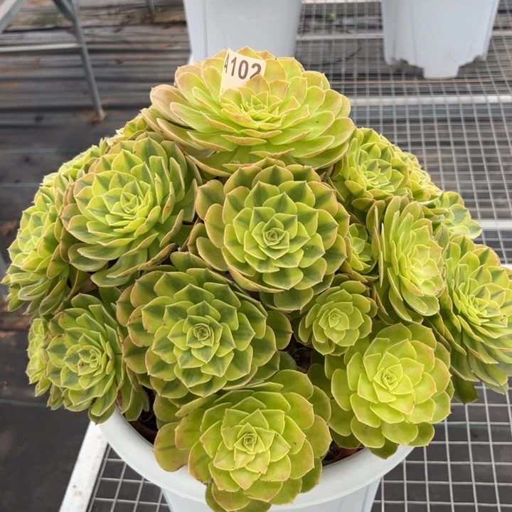 102雨荷40厘米左右
