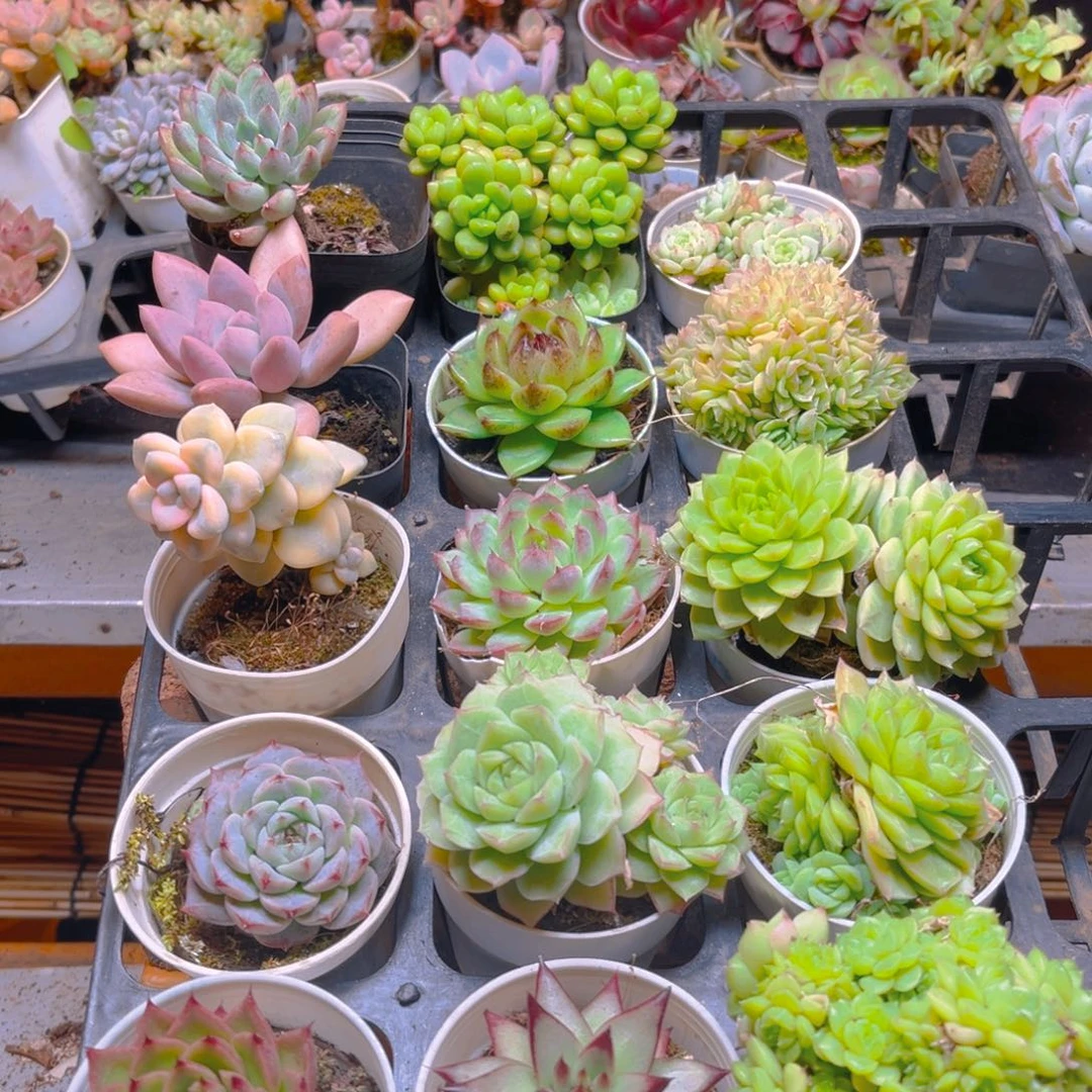 爆****多肉组合一框15颗