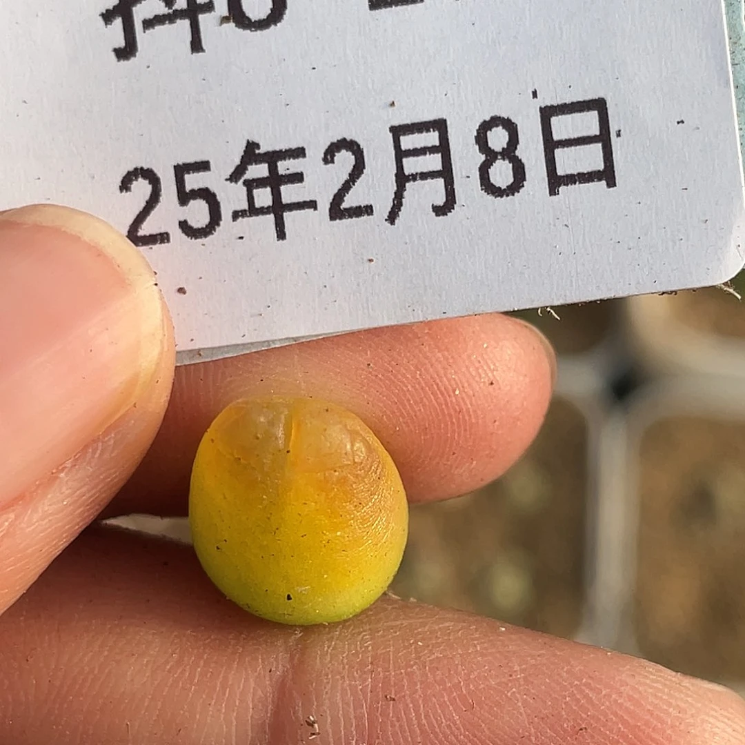 8-108拉登多肉植物