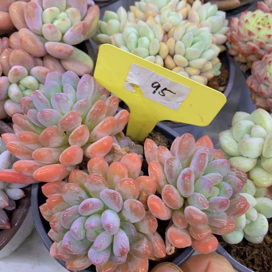 清货场，精品场一物一拍