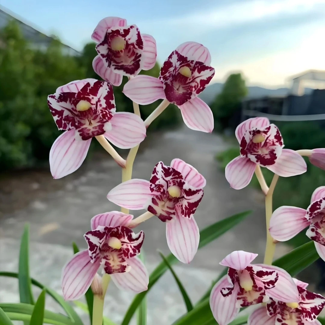 建兰凤舞九天浓香型蝶花适合室内办公室的盆栽花卉