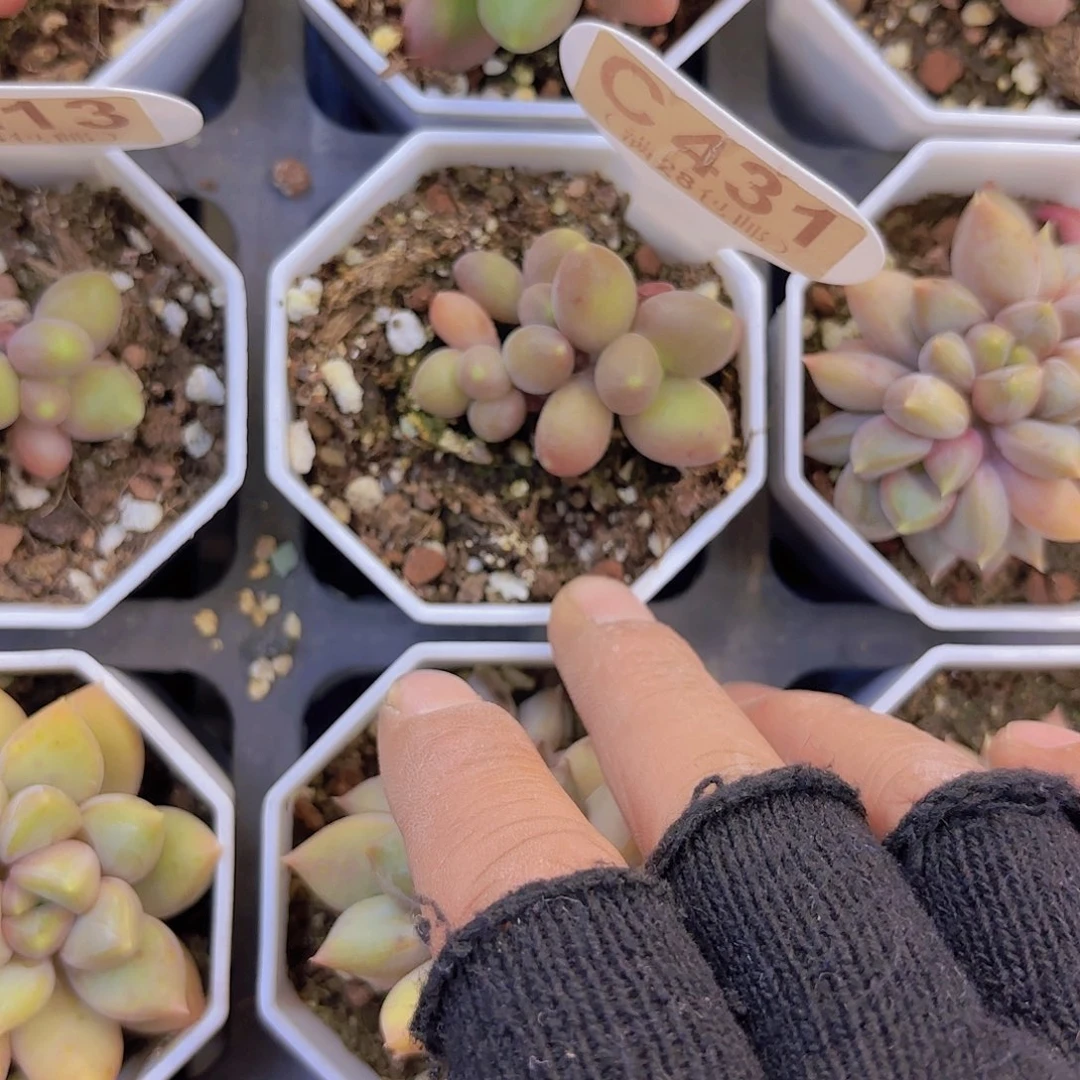 C431.芒果奶一物一拍