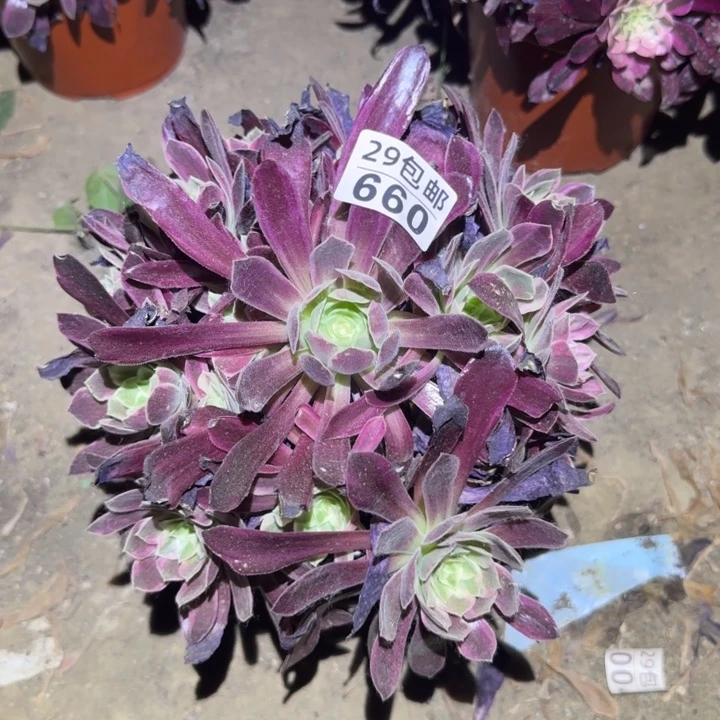 白婚纱……多肉植物的