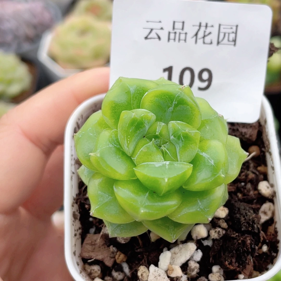 109号糖心冰心珍妮 七喜