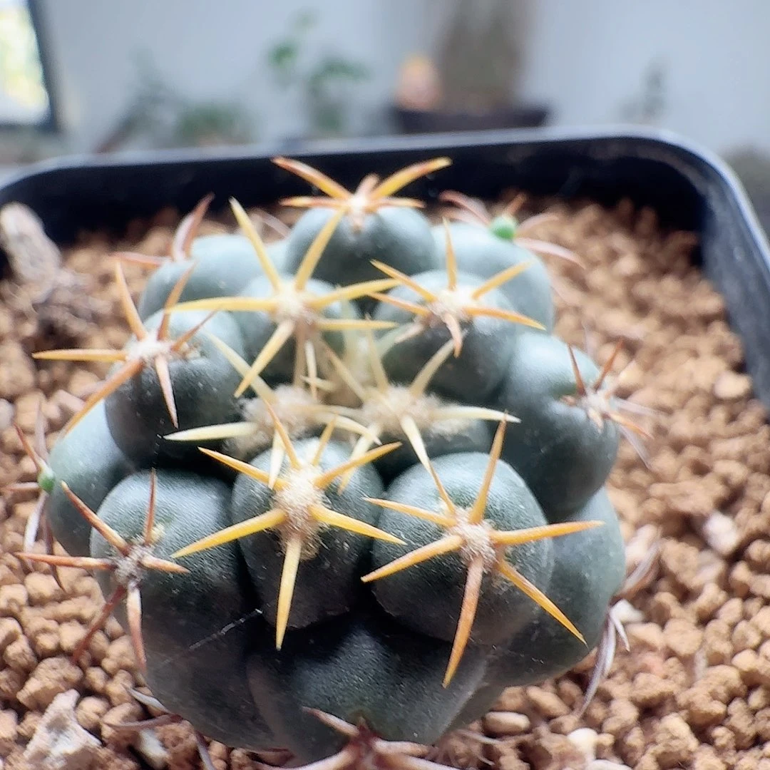 实生像芽脱土发货