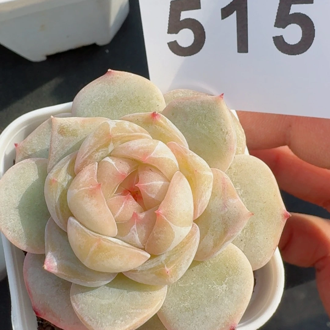 白心珍妮         精品多肉