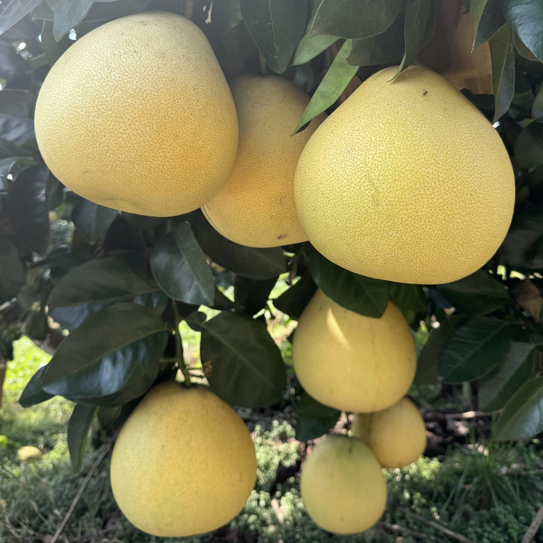 湖北宣恩李家河白柚贡水白柚现摘包邮