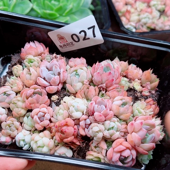 多肉植物多肉植物